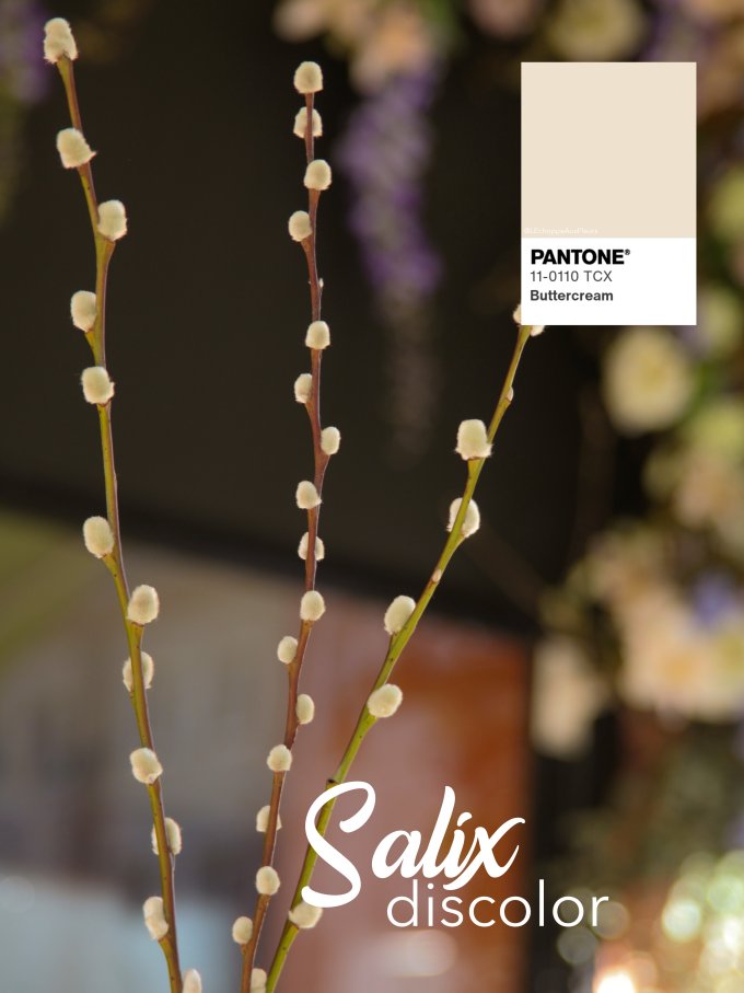 Fleurs de Mars photo 3